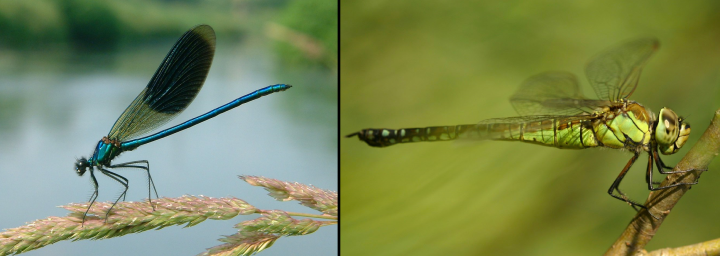 Comparación entre un caballito del diablo (Zygoptera) (izquierda) y una libélula (Anisoptera). Especies son (izquierda) Calopterux splendens y (derecha) Aeshna affinis.