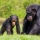 10 cosas que no sabías sobre los chimpancés… o por qué los chimpancés duermen en nidos por la noche.
